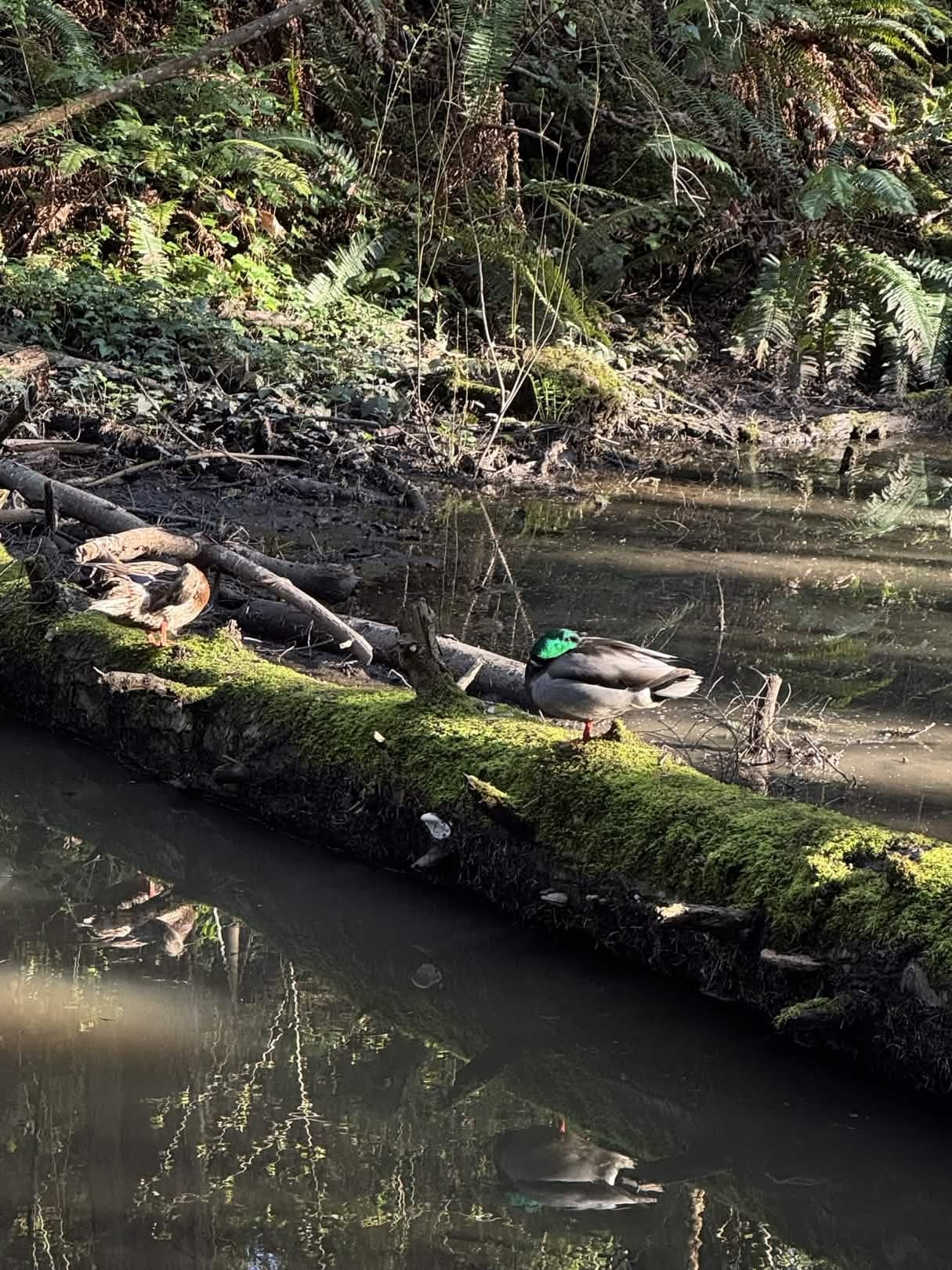 A male and female mallard duck sit atop a mossy log crossing stagnant water reflecting golden hour light ferns and overgrowth. The mallard's green head is brilliantly illuminated in the sun, tucked partly into his wing in sleep.