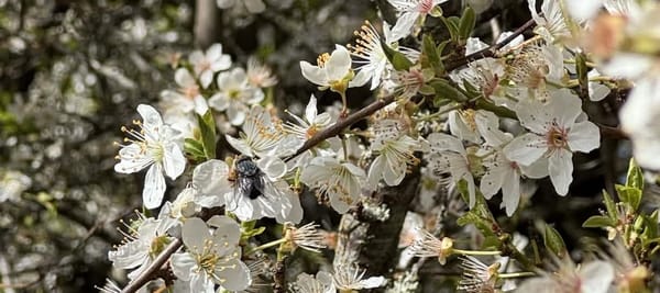 A big house fly sitting on white plum blossoms in the sun. 
